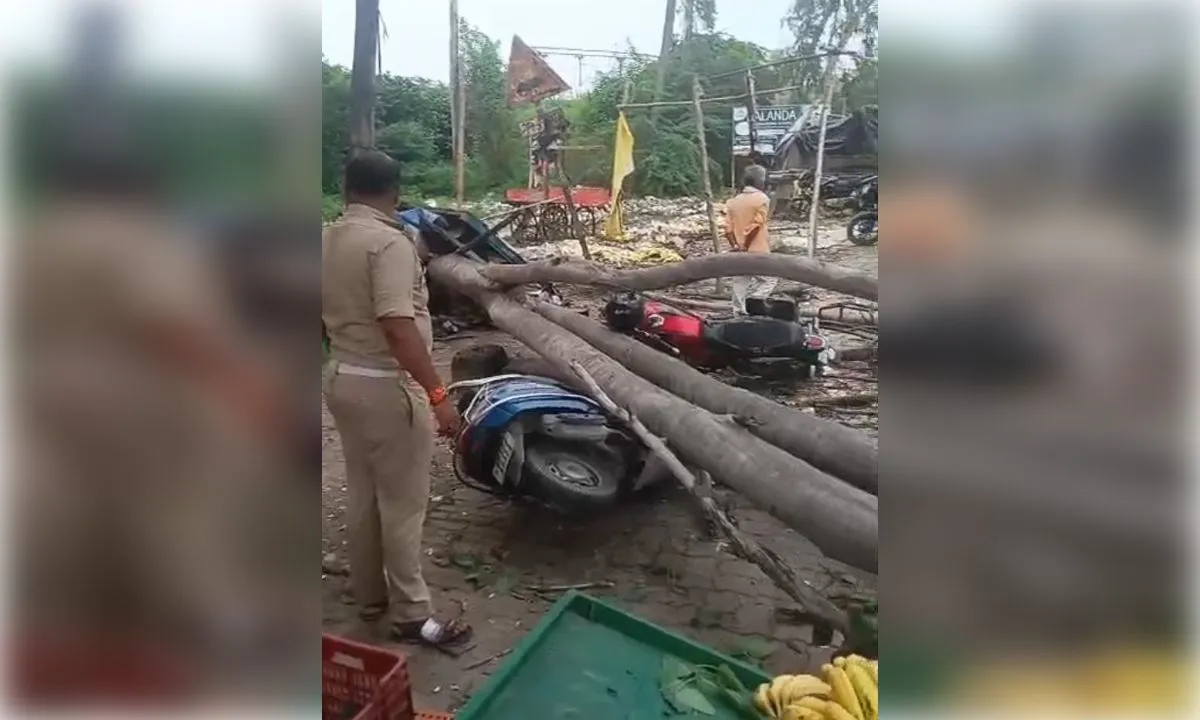 रेलवे क्रासिंग के पास यूके लिप्टिस का पेंड गिरने से दो वाहन क्षतिग्रस्त