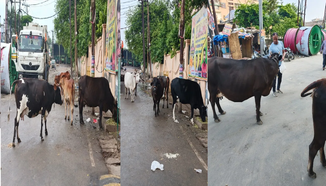 गुलमोहर एन्क्लेव सोसाइटी के गेट के बाहर आवारा पशुओं का आतंक