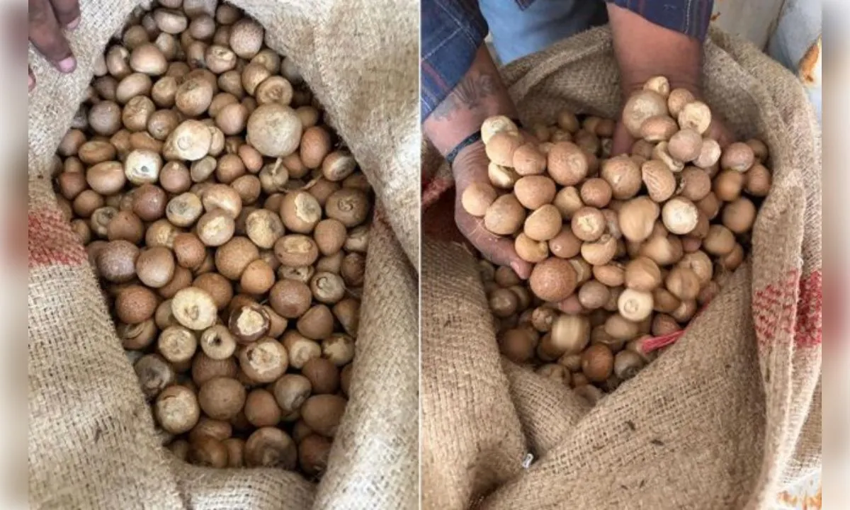 डीआरआई ने सुपारी आयात में 2500 करोड़ की धोखाधड़ी का किया भंडाफोड़