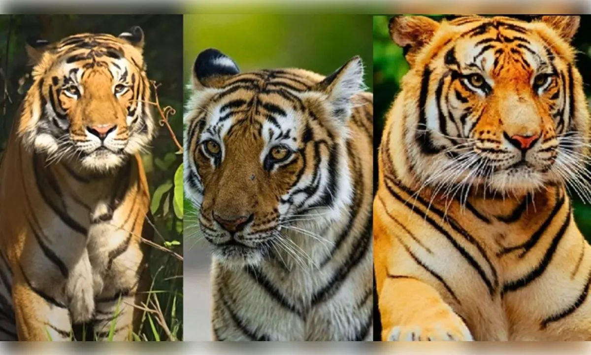 मप्र के पेंच टाइगर रिजर्व में बढ़ा बाघों का कुनबा, 10 वर्षों में करीब दोगुनी हुई संख्या