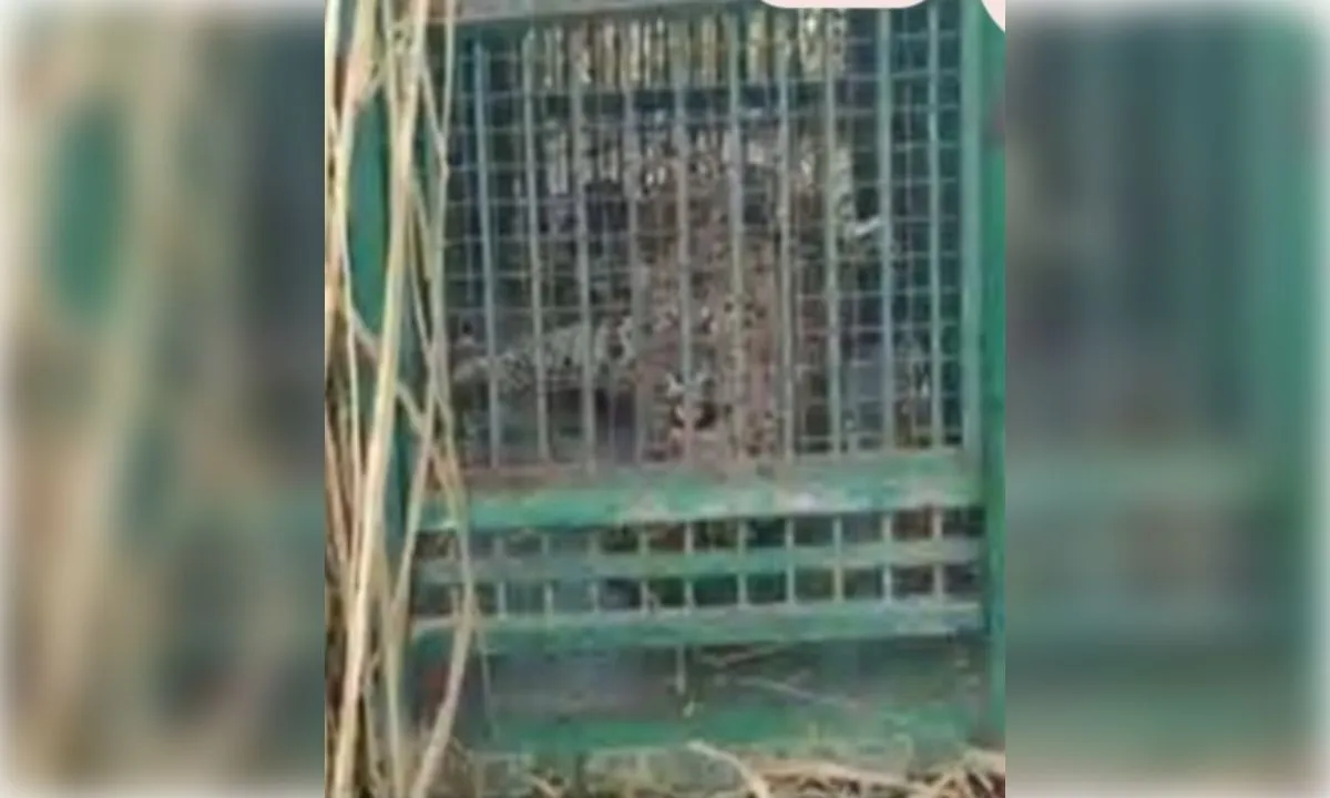 बिजनौर में आतंक मचाने वाला गुलदार पिंजरे में कैद, ग्रामीणों ने ली राहत
