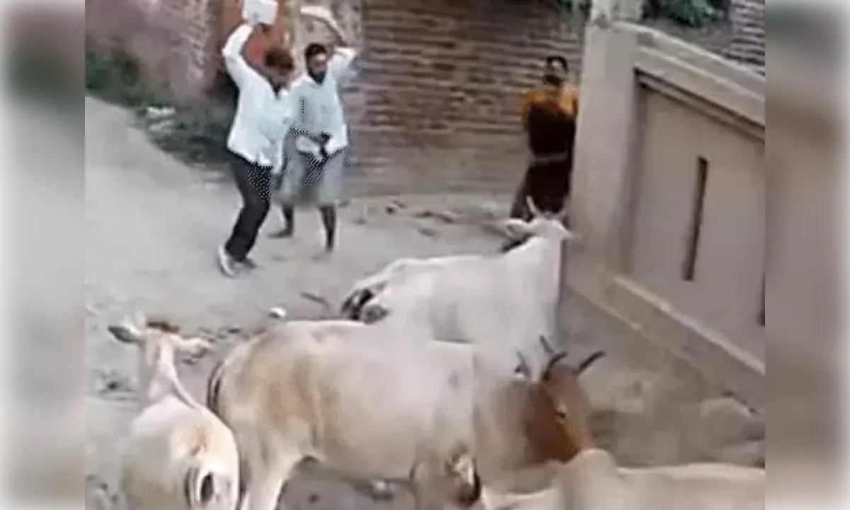 घर के बाहर खेल रहे बच्चे पर छुट्टा गाय ने किया हमला, सिविल में भर्ती