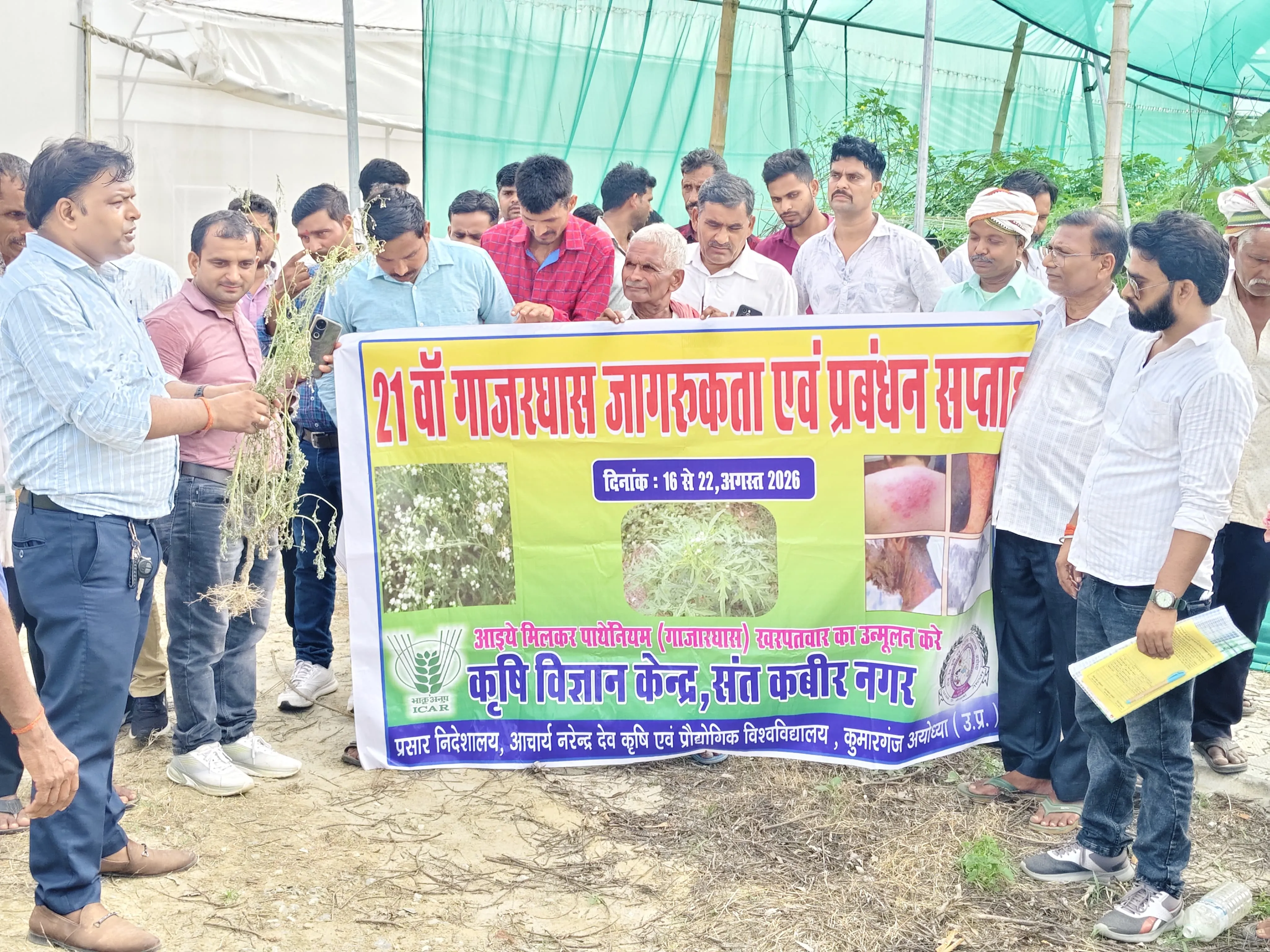 गाजर घास मानव स्वास्थ्य, फसलों और पर्यावरण के लिए गंभीर खतरा