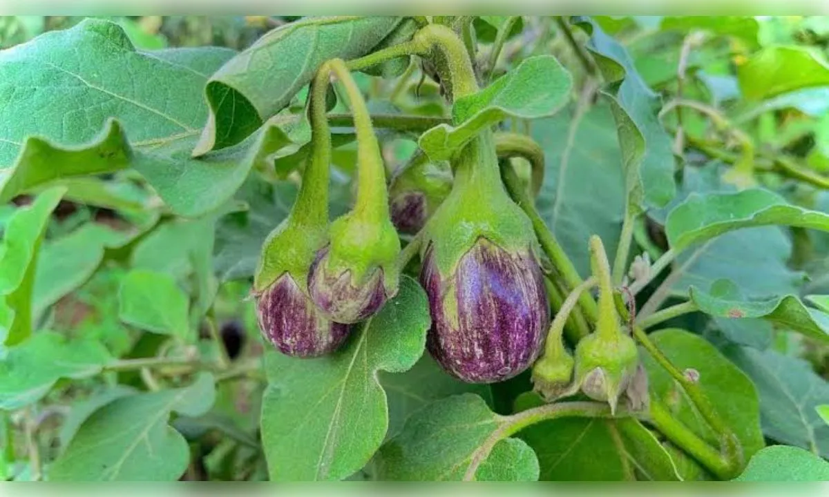 बैंगन के कीड़े की दवा  घर पर ही कैसे  बनाएं ?
