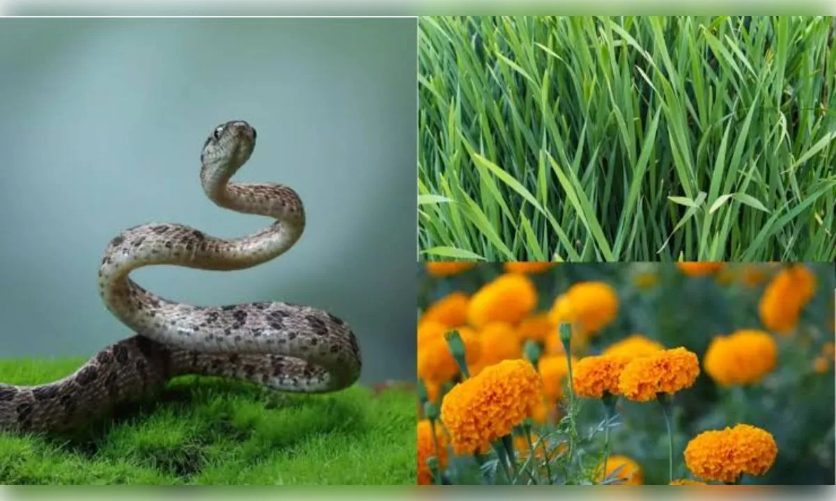  घर के आंगन में पौधे लगाने से दूर हो सकते हैं विषैले जीव