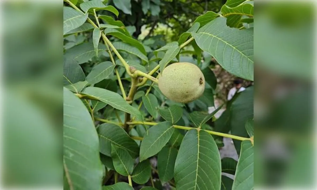 अपने गमले में कैसे उगाएं कश्मीर जैसे अखरोट?