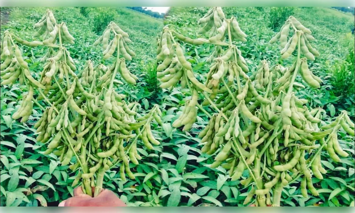 सोयाबीन की खेती कम समय में देंगी बेहतर मुनाफा