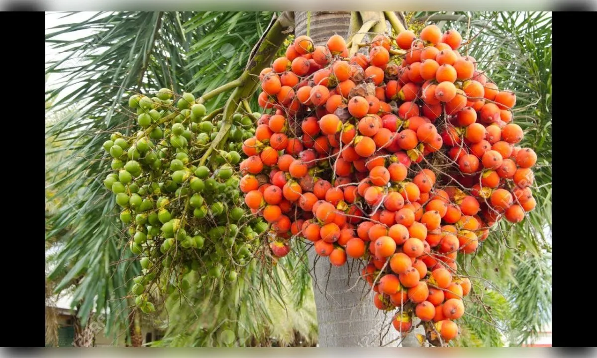  सुपारी की खेती इससे कितनी कमाई?