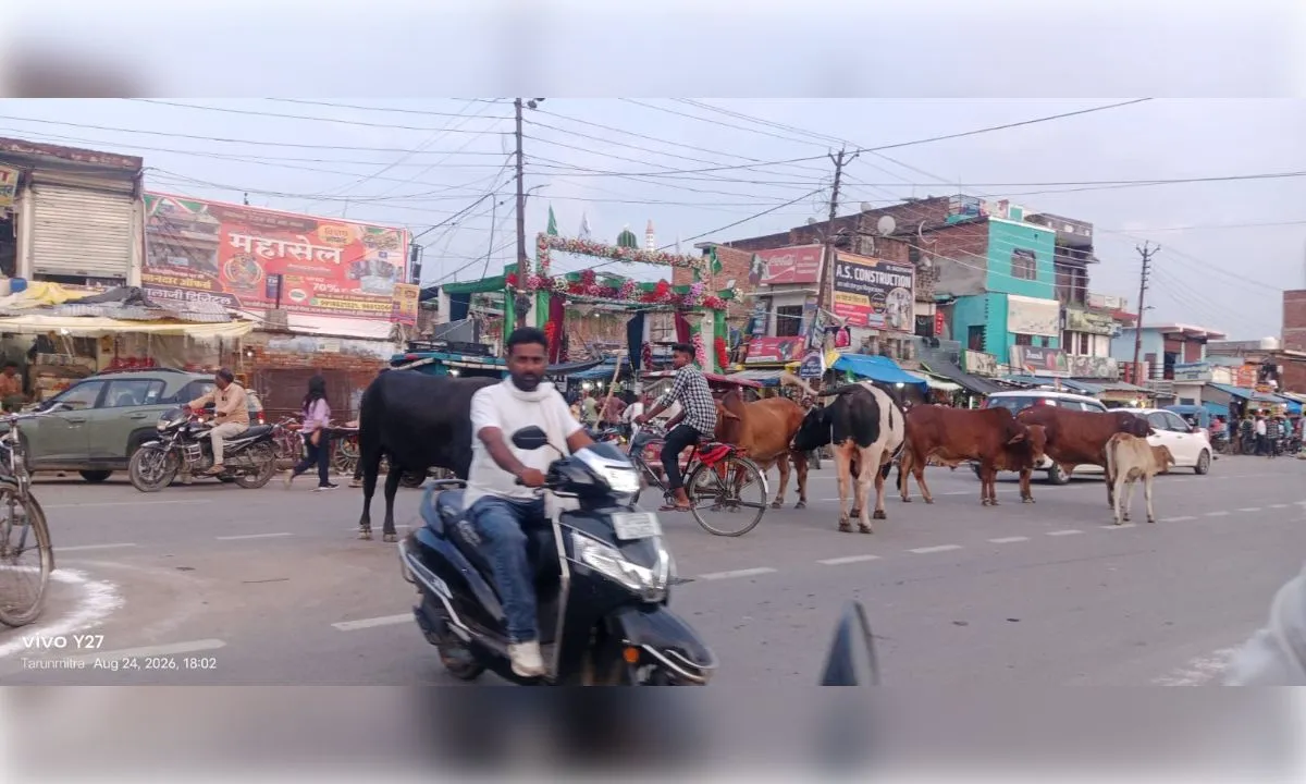 बेकाबू आवारा पशुओं का जमावड़ा, हादसों को न्योता दे रहे खूंखार सांड