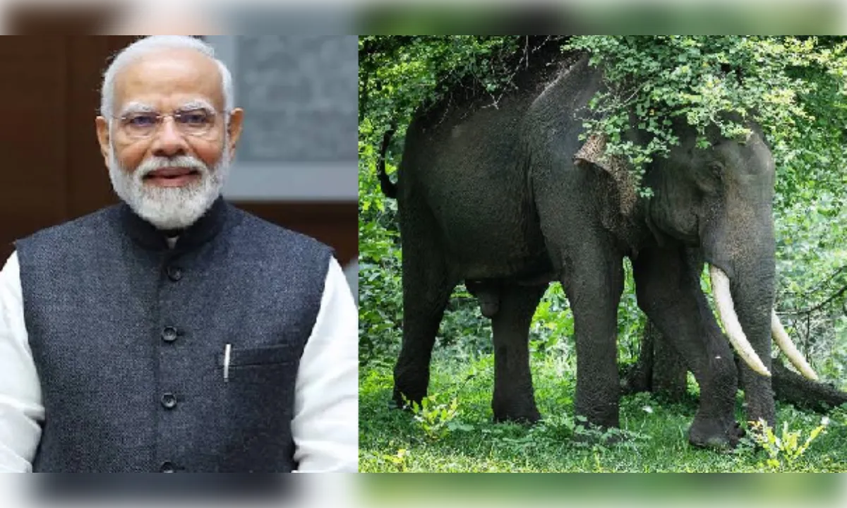 भारत में दुनिया के 60% से अधिक जंगली हाथी, पीएम मोदी ने जताया गर्व