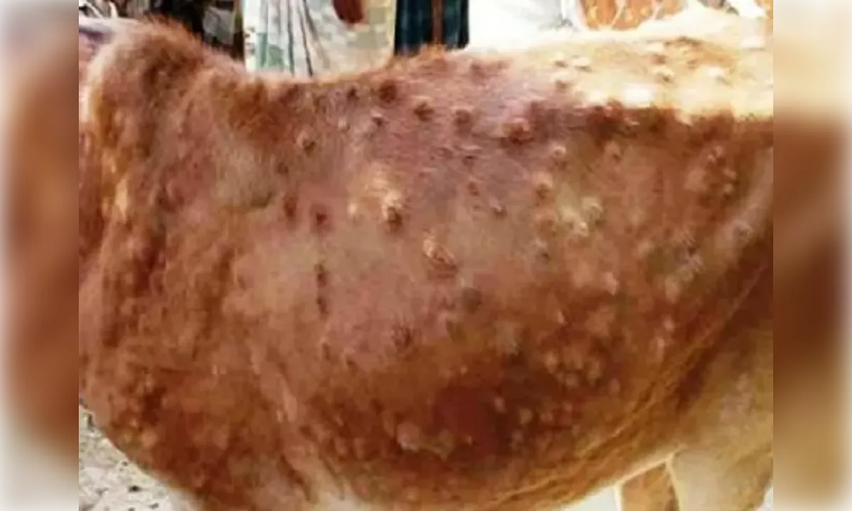 लम्पी स्किन रोग पर अलर्ट, बिजनौर प्रशासन ने कसी कमर