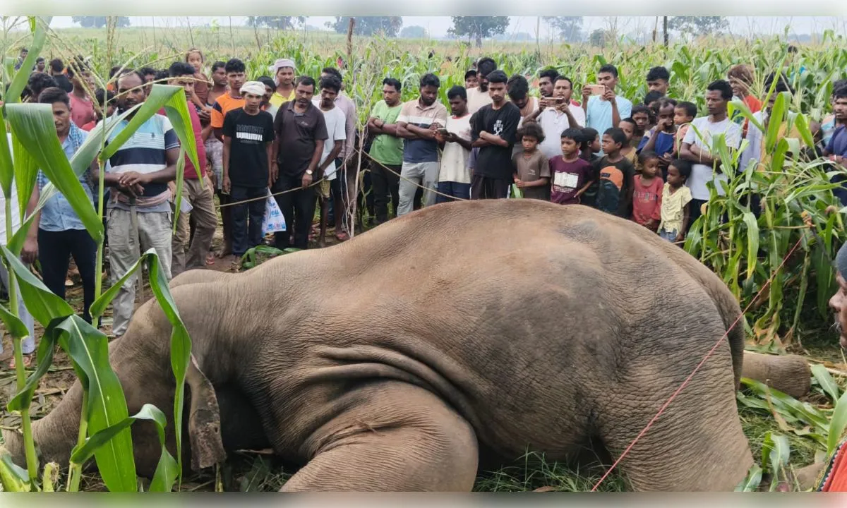 फसल बचाने को खेत में बिछाए बिजली के तार, हाथियों का झुंड निकला