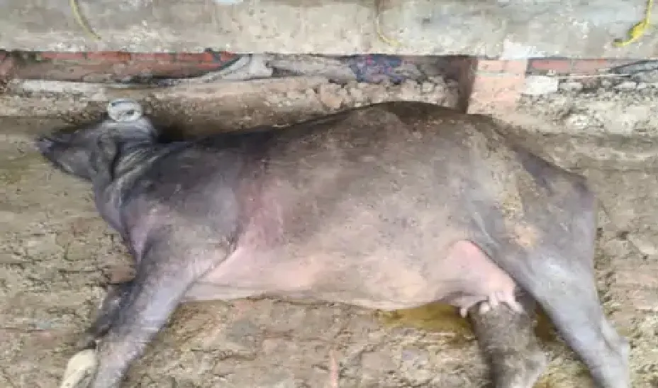  घूस न देने पर बदली भैंस की पोस्टमार्टम रिपोर्ट, ग्रामीणों ने घेरा अस्पताल