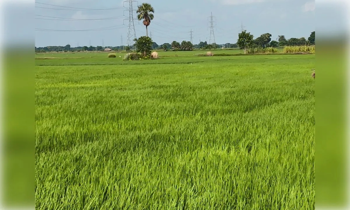 बारिश ने किसानों के चेहरे खिलाए, खेतों में लहराई धान की फसल
