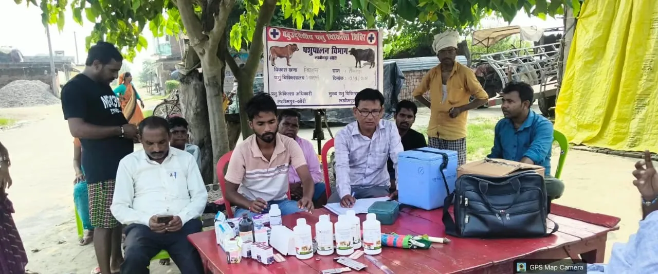 बाढ़ग्रस्त हुलासी पुरवा में लगा पशु राहत चिकित्सा शिविर, 317 पशुओं का उपचार