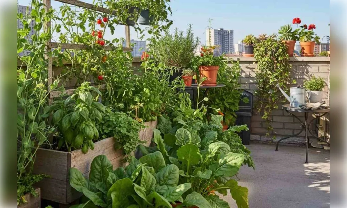  घर पर उगाएं ये सब्जियां, बालकनी से लेकर छत तक आसानी से होगी ग्रोथ