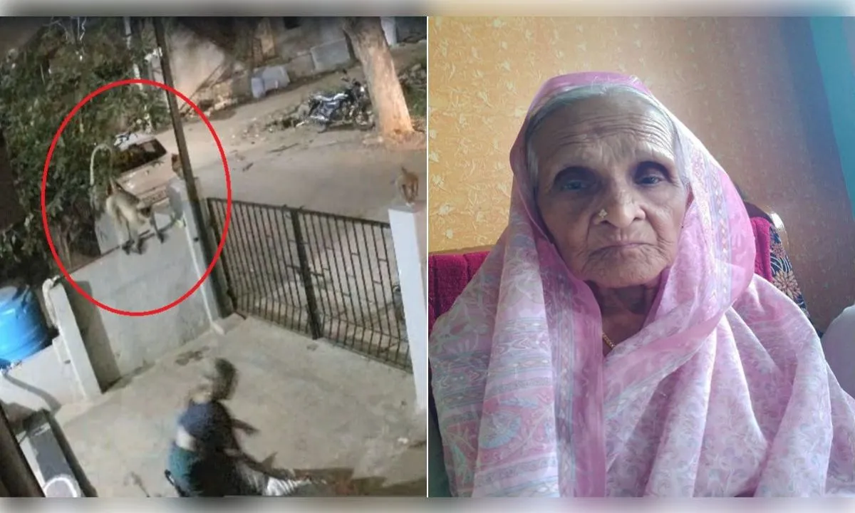 बुजुर्ग महिला को बंदर ने धक्का मारा और हो गई मौत