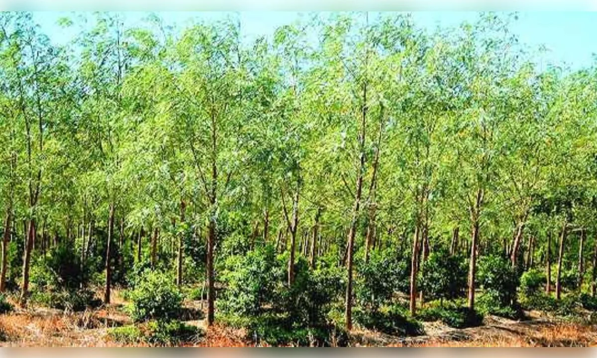 इस पेड़ की खेती से किसान कमा सकते हैं करोड़ों, जानें कैसे