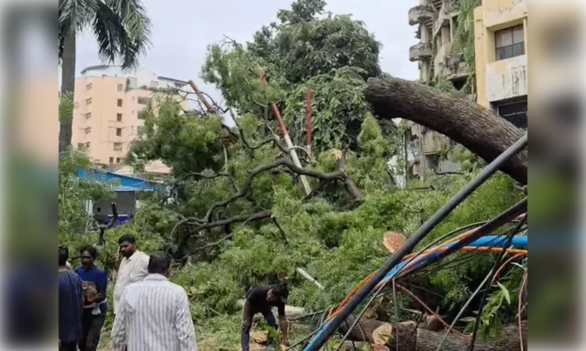 वन विभाग मुख्यालय के सामने पेड़ गिरने से दो लोग घायल