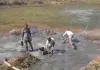 ग्राम प्रधान चंदनापुर ने सार्वजनिक तालाब पर मछली
