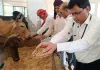 रोटरी क्लब बस्ती ग्रेटर ने कान्हा गौशाला में सेवा कर दान किया सामग्री
