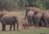 40 हाथियों के दल ने धान फसल को पहुंचाया नुकसान, किसान परेशान