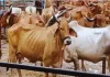 जनपद को नंद बाबा दुग्ध मिशन के तहत 80 हजार रुपये तक मिलेगा अनुदान