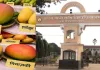  रायपुर के कृषि विश्वविद्यालय में तीन दिवसीय राष्ट्रीय आम महोत्सव आज से