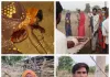  बांधवगढ़ टाइगर रिजर्व में बाघ के हमले से महिला की मौत, ग्रामीणों का फूटा गुस्सा