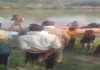 24 घंटे बाद नदी से बरामद हुआ लापता बुजुर्ग का शव, गांव में शोक की लहर