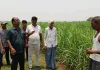 सामान्य से कहीं अधिक तापमान, कृषक अपने गन्ना प्लांट की करें सिंचाई - लवकुश सिंह चौहान