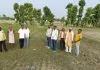 प्रगतिशील किसान के तीन एकड़ प्रक्षेत्र में डीएसआर पद्धति से करायी गई धान की बुवाई