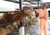 गोरखनाथ मंदिर प्रवास के दौरान गुड़-रोटी खिलाकर मुख्यमंत्री योगी ने की गोसेवा