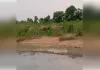 छत्तीसगढ़ की सीमा लांघ कर चार हाथियों का समूह 37 दिनों बाद फिर पहुंचा अनूपपुर
