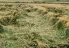 बेमौसम बारिश से फसलों को भारी नुकसान, कृषि मंत्री ने दिए आकलन के निर्देश