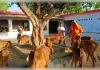 शक्ति की आराधना के साथ गौ सेवा का प्रमुख स्थान है शक्तिपीठ देवीपाटन