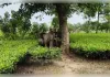 हाथियों के झुंड से बिछड़ा हाथी का शावक गांव में पहुंचा, ग्रामीणों में दहशत