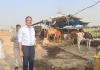 डीएम द्वारा गो-आश्रय स्थल मझौरा का किया गया स्थलीय निरीक्षण