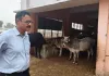 डीएम द्वारा स्थायी गौ आश्रय स्थल बढ़या ठाठर का किया गया निरीक्षण।