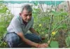 कम पानी और बंजर जमीन पर गुग्गुल जैसे औषधीय पौधे की खेती