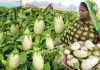 अपने खेत में करें सफेद बैंगन की खेती