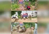 विश्व पर्यावरण दिवस पर रिजर्व पुलिस लाइन में वृक्षारोपण, स्वच्छता का दिया संदेश