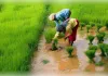 कम बारिश के बीच कृषि विभाग ने किसानों के लिए जारी की एडवाइजरी
