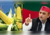 अखिलेश यादव का आरोप,सरकार ने बांटे मक्के के बीज, नहीं तैयार हुई फसल