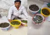 यूपी एसटीएफ का बड़ा एक्शन: 171 दुर्लभ कछुओं के साथ अंतरराष्ट्रीय तस्कर गिरफ्तार, चीन तक फैला था नेटवर्क