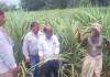 कृषक रोग एवं कीट के प्रति रहे जागरूक - डॉ जेपी त्रिपाठी