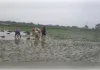 बारिश बनी किसानों के चेहरे की मुस्कान! औरैया में शुरू हुई धान की रोपाई, खेतों में लौटी रौनक