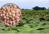मखाने की खेती पर कितनी सब्सिडी?