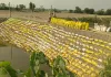 राजा राजेश्वर सिंह के प्रयास रंग लाए, मानसून से पहले लालबोझी शारदा सूतिया क्षेत्र में बांध निर्माण पूरा, किसानों में खुशी