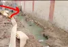 डीएम के संचारी रोग अभियान पर नगर पालिका की लापरवाही भारी